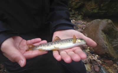 Premier guidage pêche de la saison sur les Nives