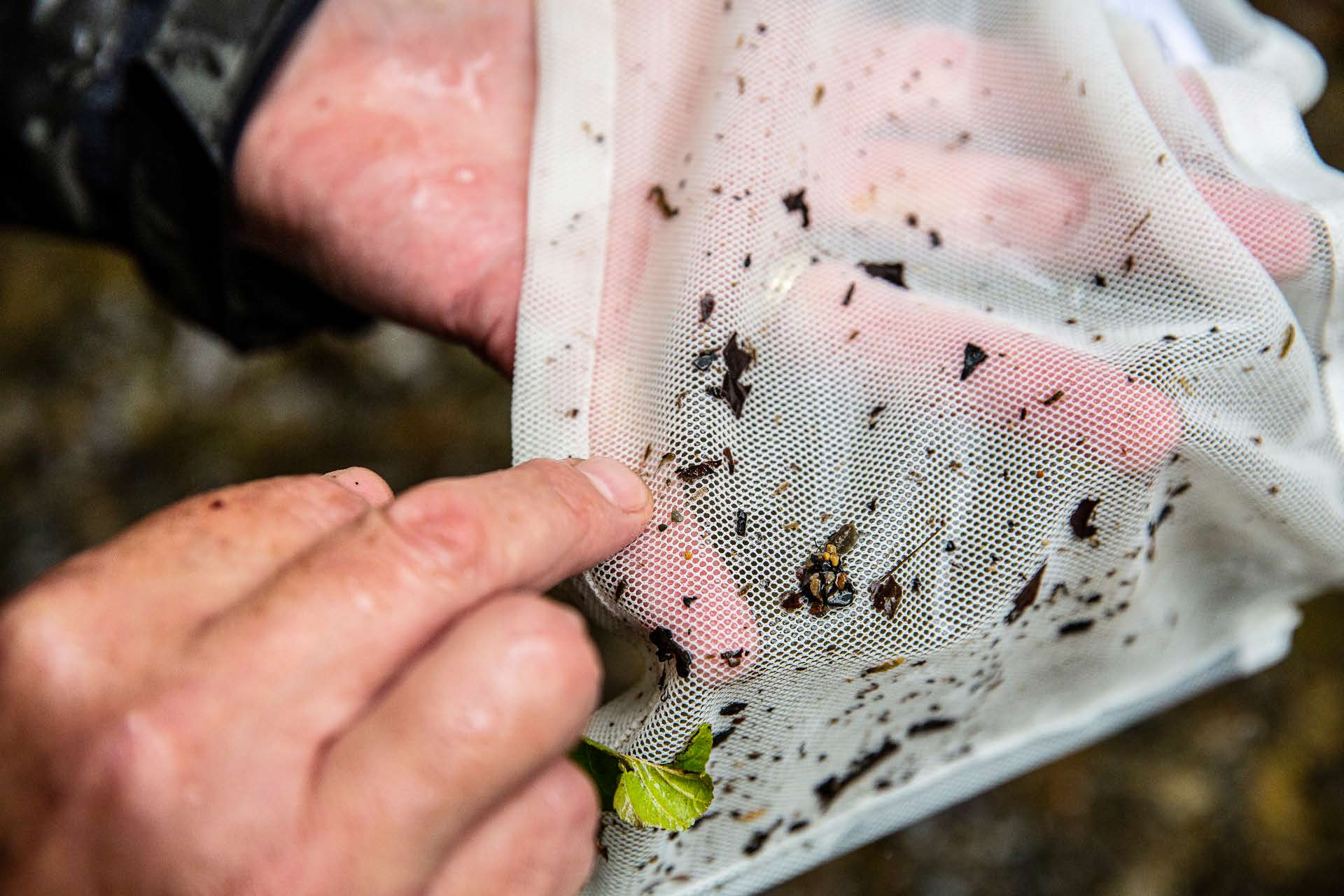 Trout & Salmon magazine/Richard Faulks Connaître les insectes aquatiques de la rivière