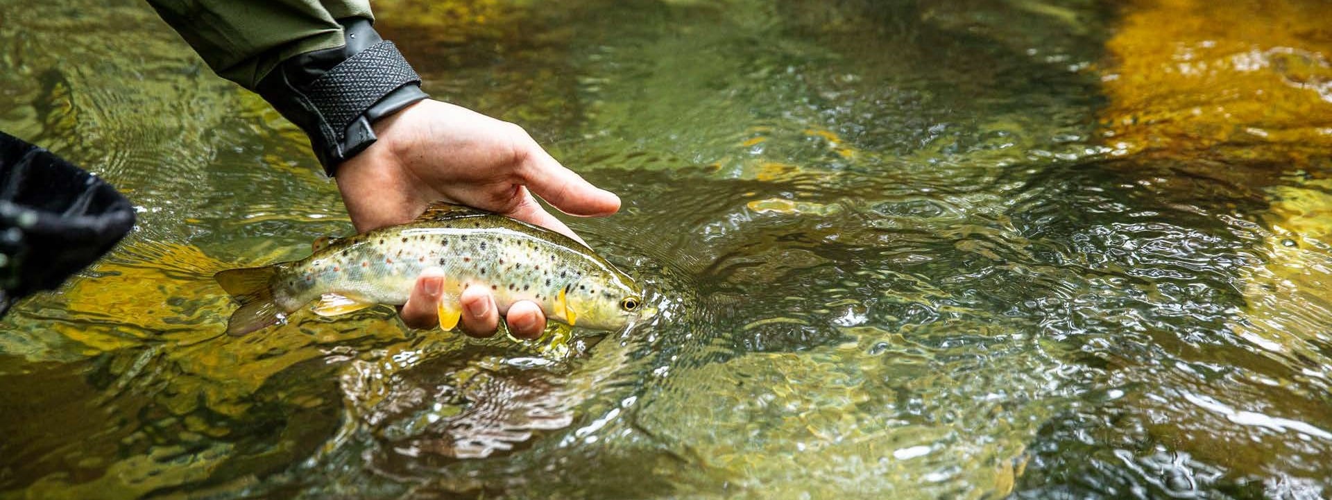Prendre sa première truite à la mouche