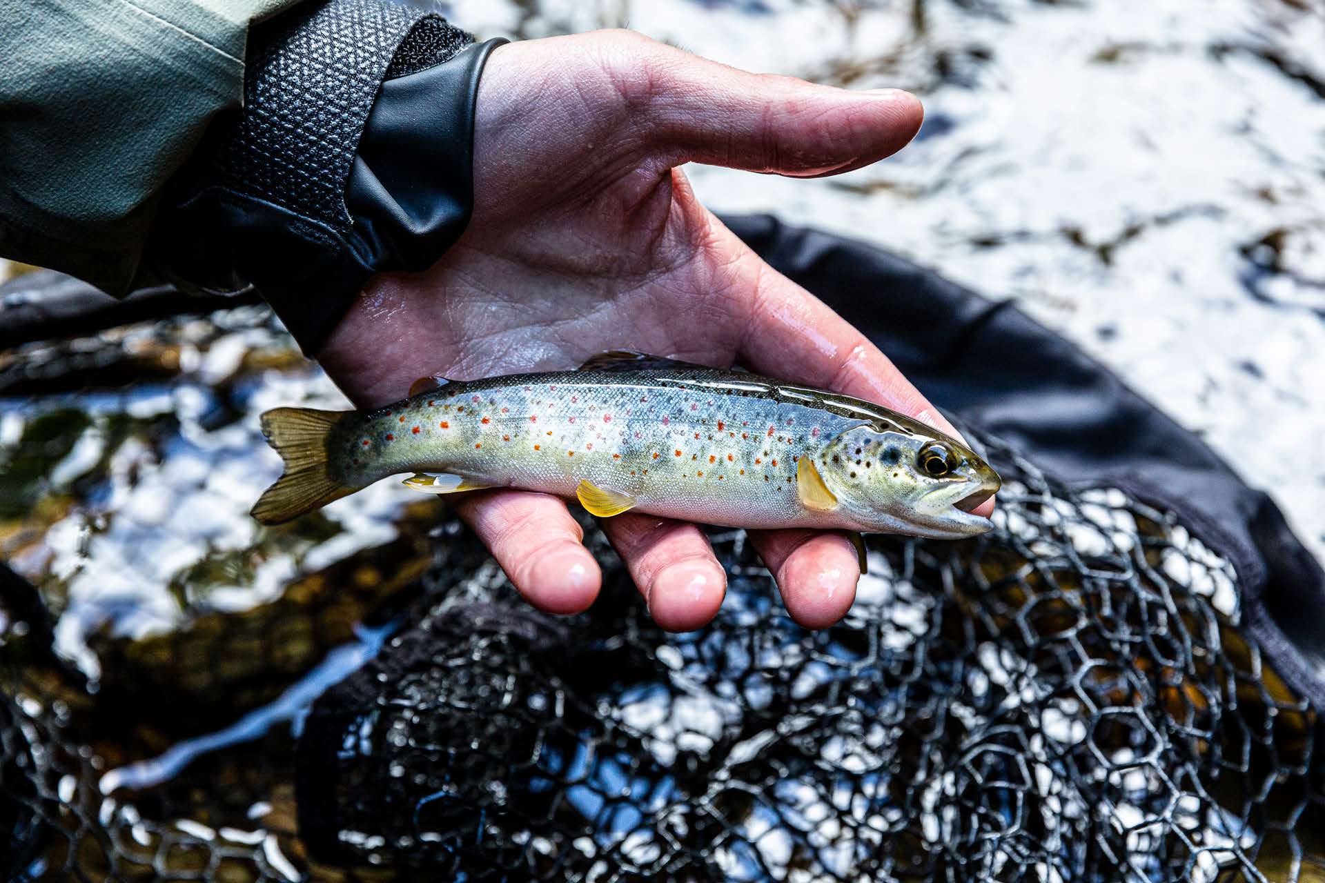 Trout & Salmon magazine/Richard Faulks Une truitelle qui dévale d'un affluent pour grandir